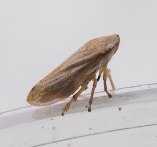Philaenus spumarius